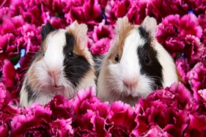 flowers, Animals, Guinea, Pigs, Pink, Flowers