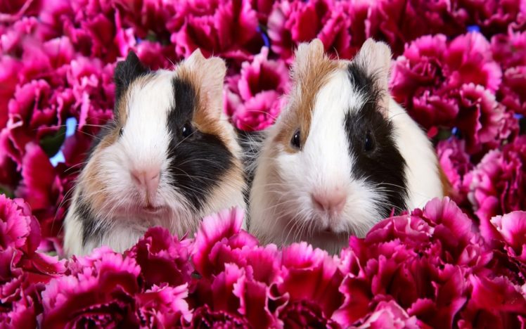 flowers, Animals, Guinea, Pigs, Pink, Flowers HD Wallpaper Desktop Background