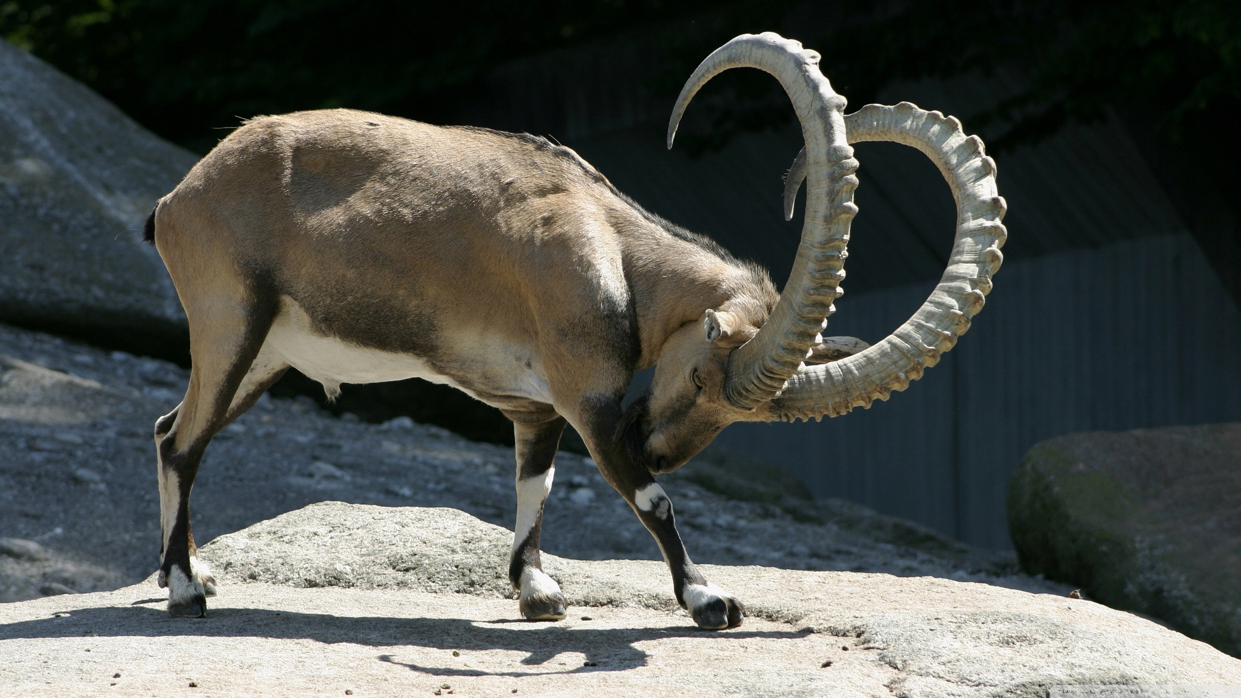 animals, Alps, Ibex Wallpaper