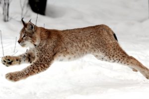 snow, Animals, Lynx