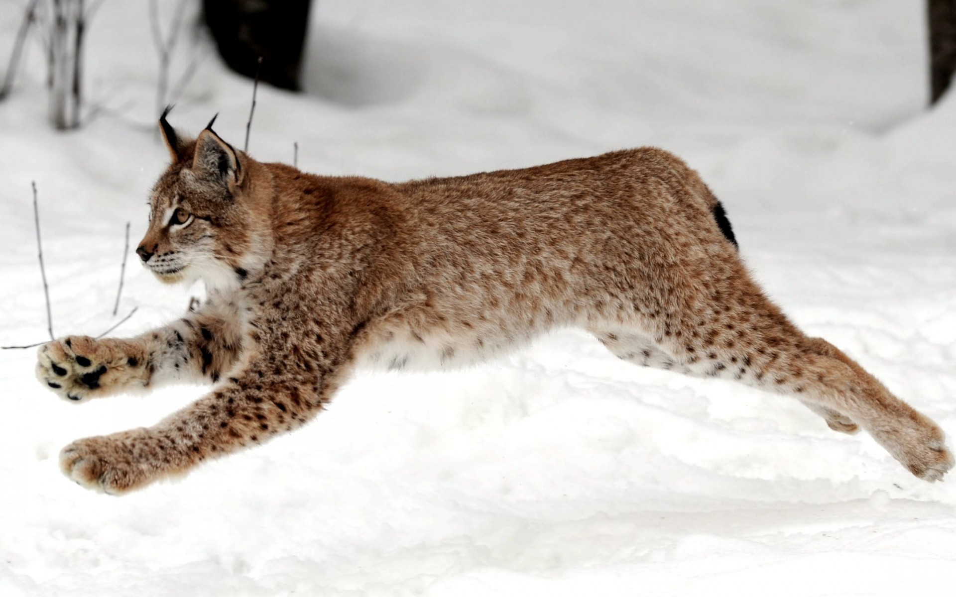 snow, Animals, Lynx Wallpaper