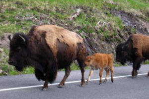 nature, Animals, Bison