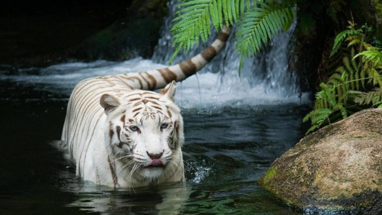 animals, Tigers, Waterfalls HD Wallpaper Desktop Background