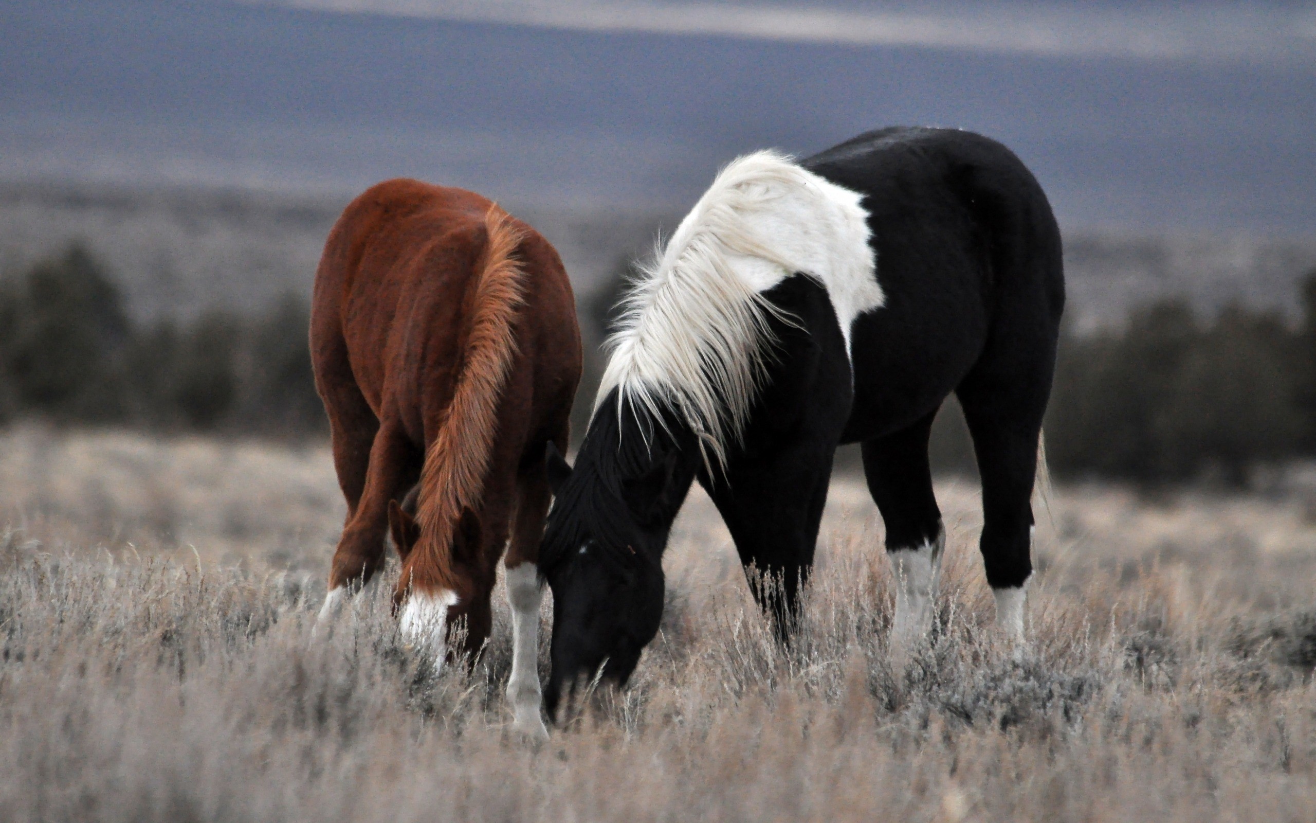 nature, Animals, Horses Wallpaper