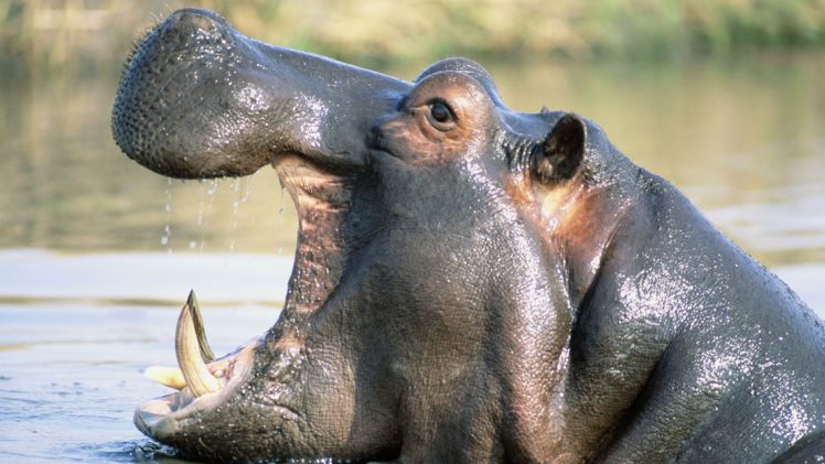 nature, Animals, Hippopotamus, Yawns HD Wallpaper Desktop Background