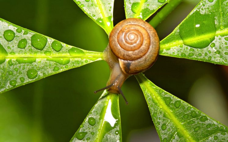 nature, Snails, Water, Drops, Macro, Depth, Of, Field HD Wallpaper Desktop Background