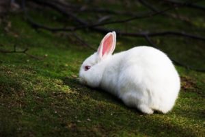 bunnies, Animals