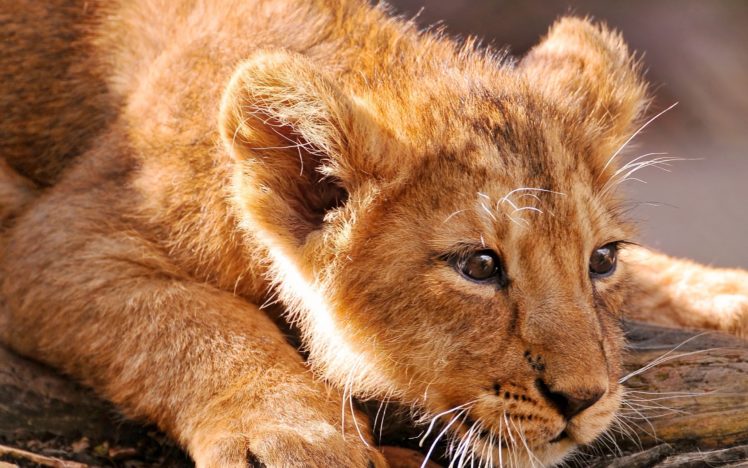 animals, Wildlife, Lions, Baby, Animals HD Wallpaper Desktop Background