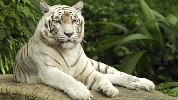 nature, Forests, Animals, Tigers, White, Tiger HD Wallpaper Desktop Background
