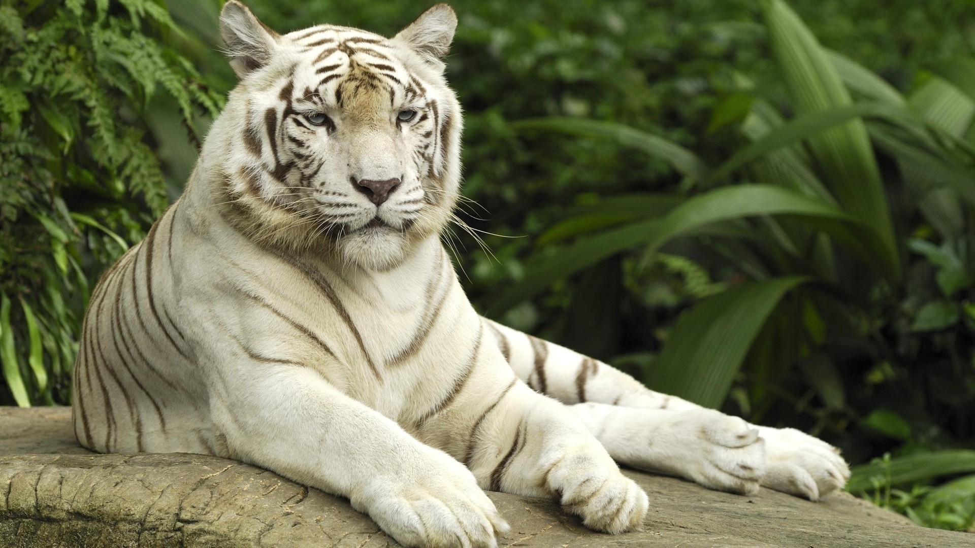 nature, Forests, Animals, Tigers, White, Tiger Wallpaper