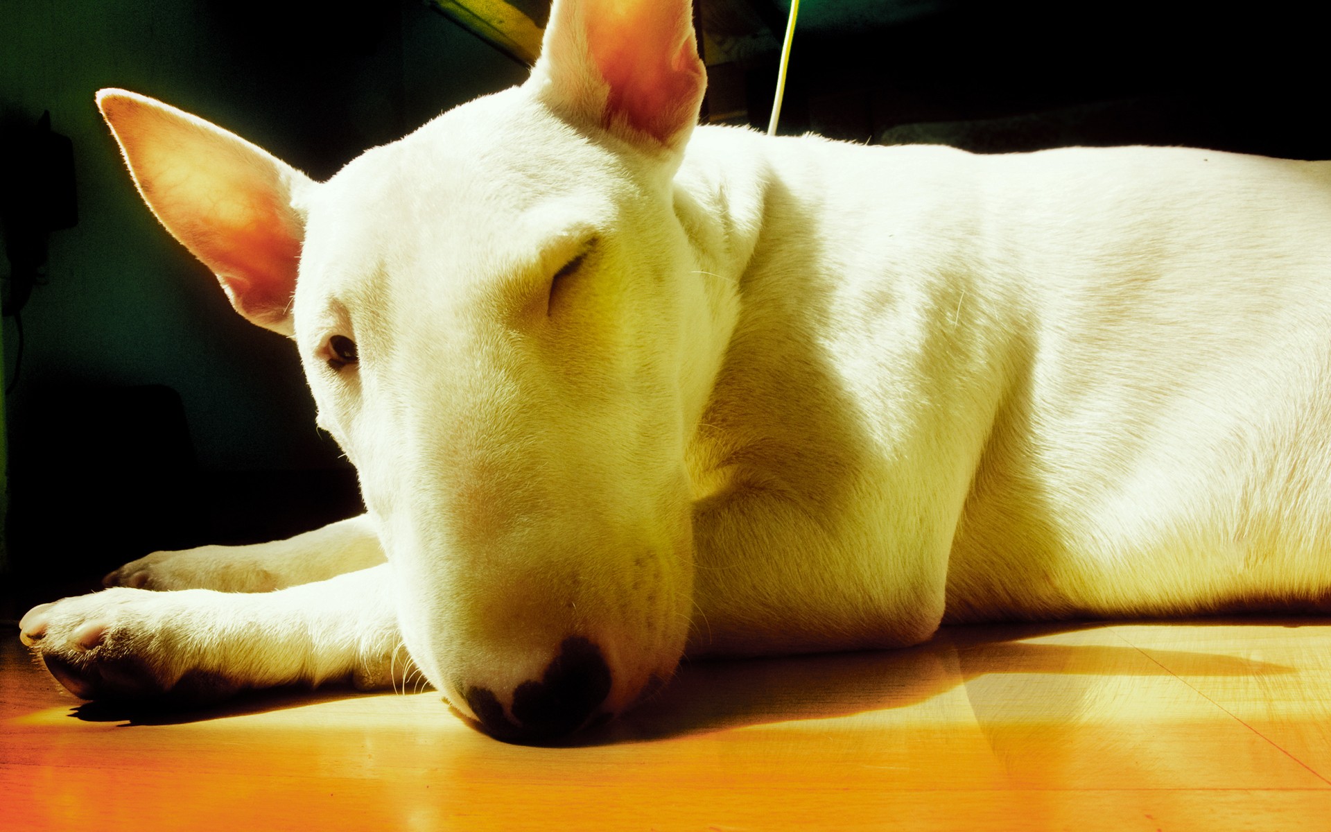 animals, Dogs Wallpaper