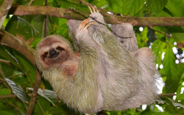 animals, Hanging, Sloth HD Wallpaper Desktop Background