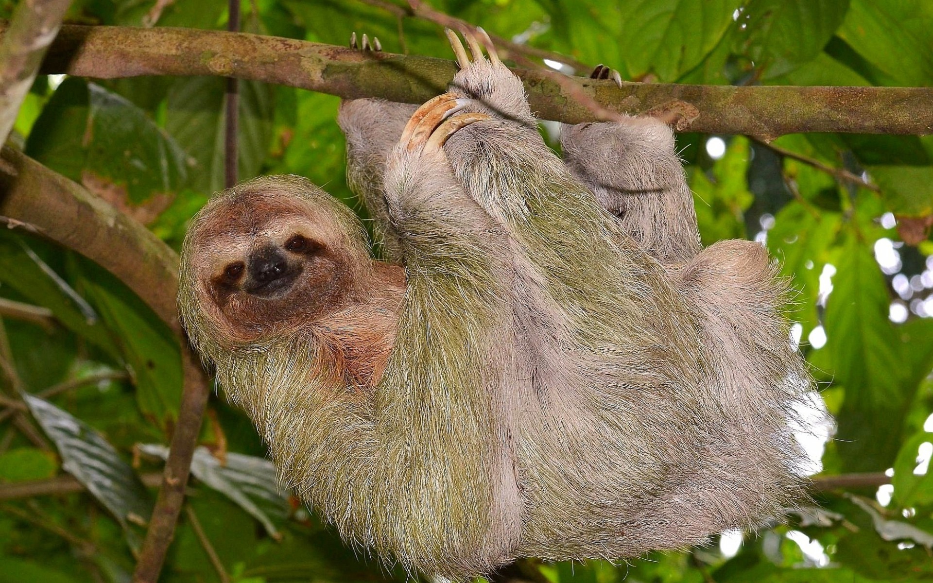 animals, Hanging, Sloth Wallpaper
