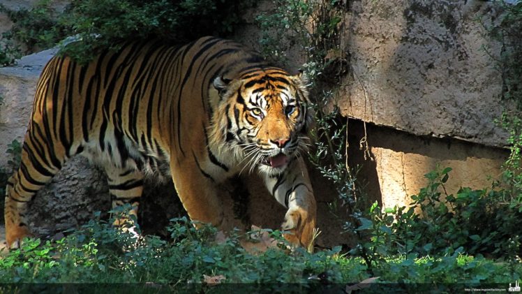 nature, Animals, Tigers, Wildlife, Feline HD Wallpaper Desktop Background