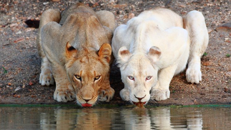 nature, Animals, Lions HD Wallpaper Desktop Background