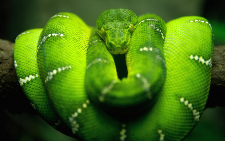 green, Snakes, Reptiles HD Wallpaper Desktop Background