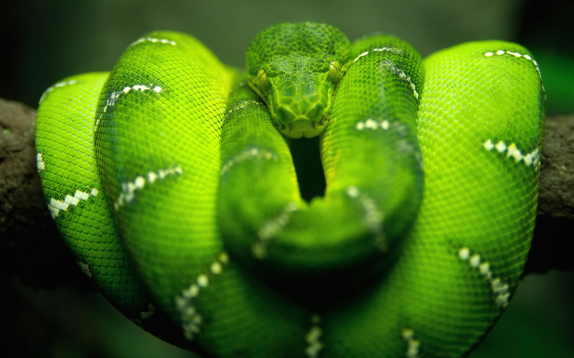 green, Snakes, Reptiles Wallpaper