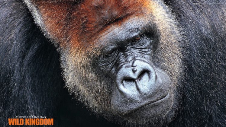 animals, Gorillas HD Wallpaper Desktop Background