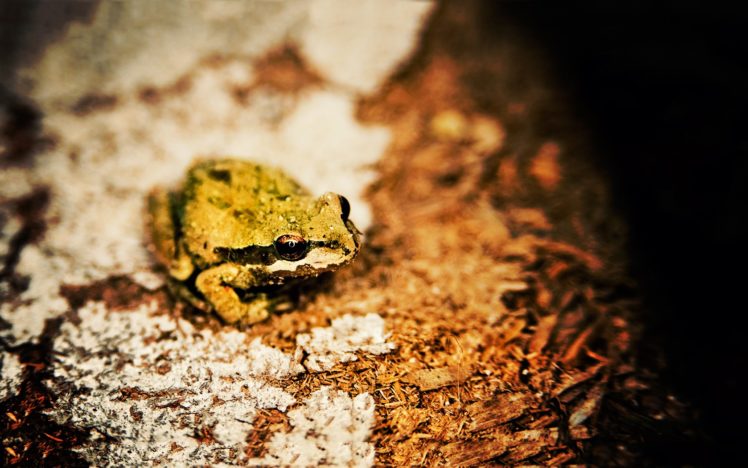 nature, Frogs, Bokeh, Depth, Of, Field, Amphibians, Ed, Mcgowan HD Wallpaper Desktop Background