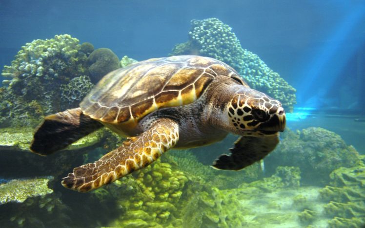 water, Nature, Animals, Turtles, Coral, Reef, Sea HD Wallpaper Desktop Background