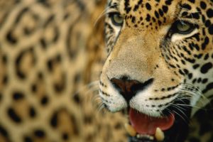 animals, Leopards, Mammals