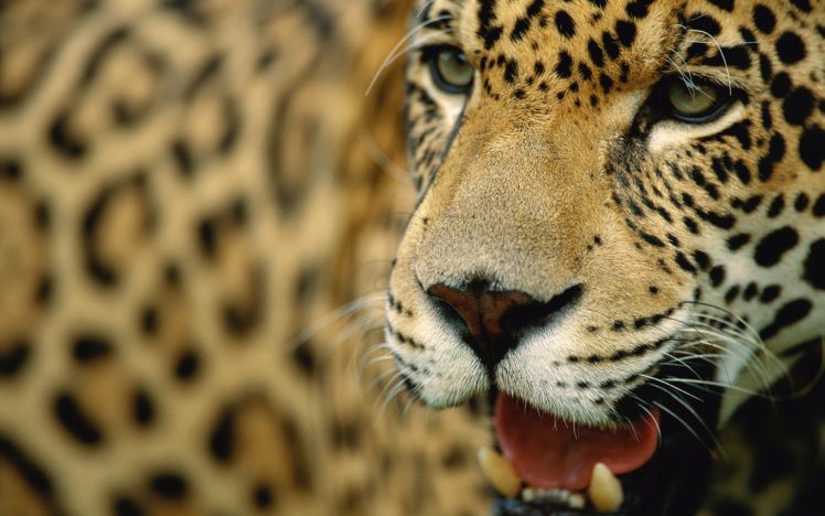 animals, Leopards, Mammals HD Wallpaper Desktop Background