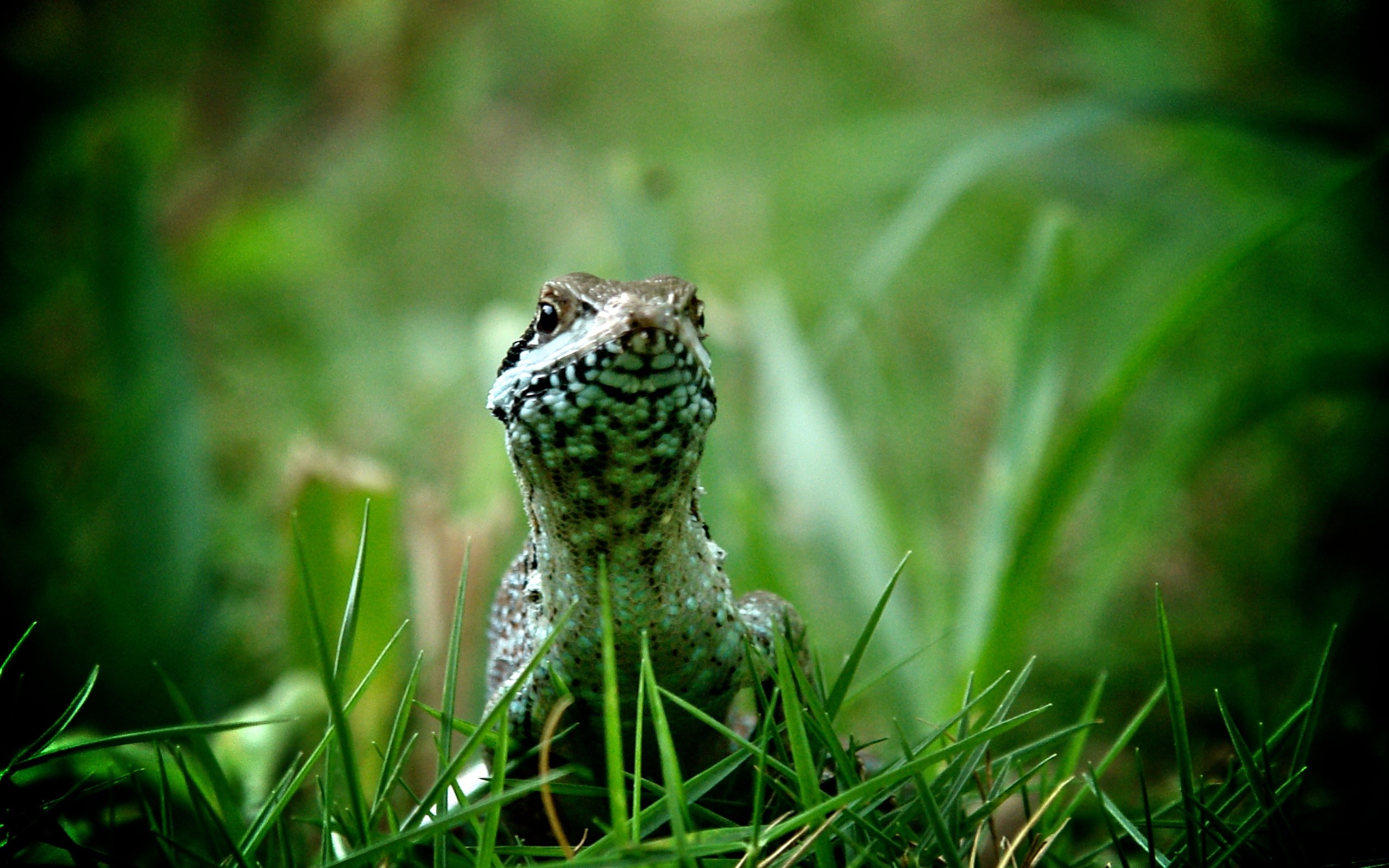 a, Look, Between, Grass Wallpaper