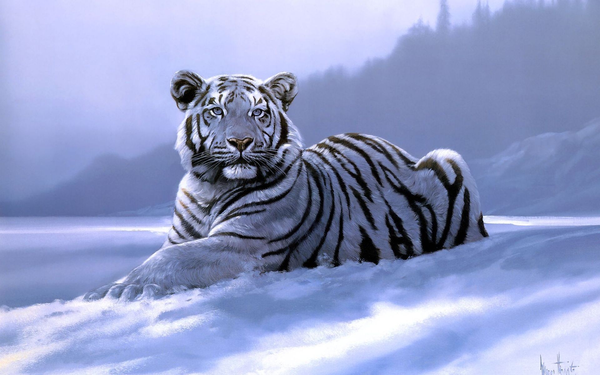 snow, Animals, Siberian, Tiger Wallpaper