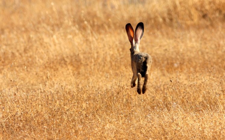 nature, Animals, Rabbits HD Wallpaper Desktop Background