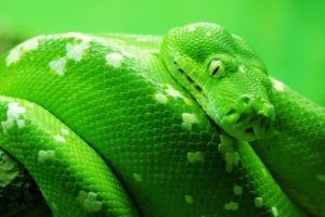 green, Animals, Snakes, Reptile