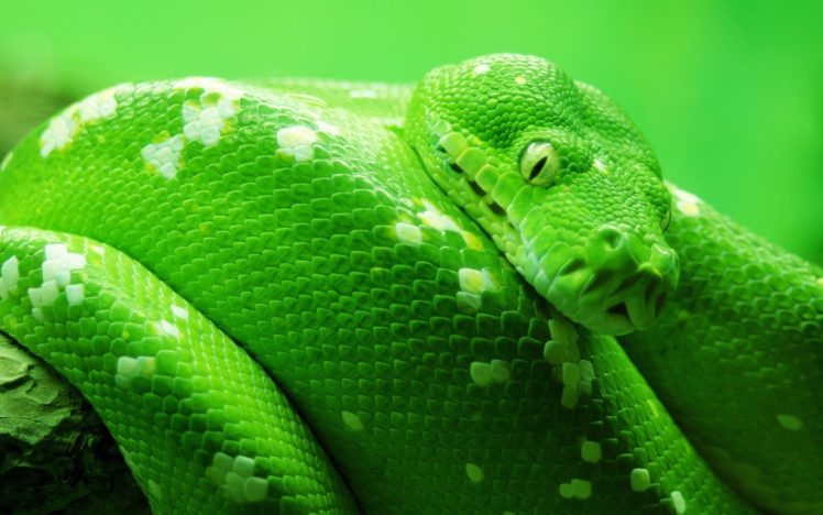 green, Animals, Snakes, Reptile HD Wallpaper Desktop Background