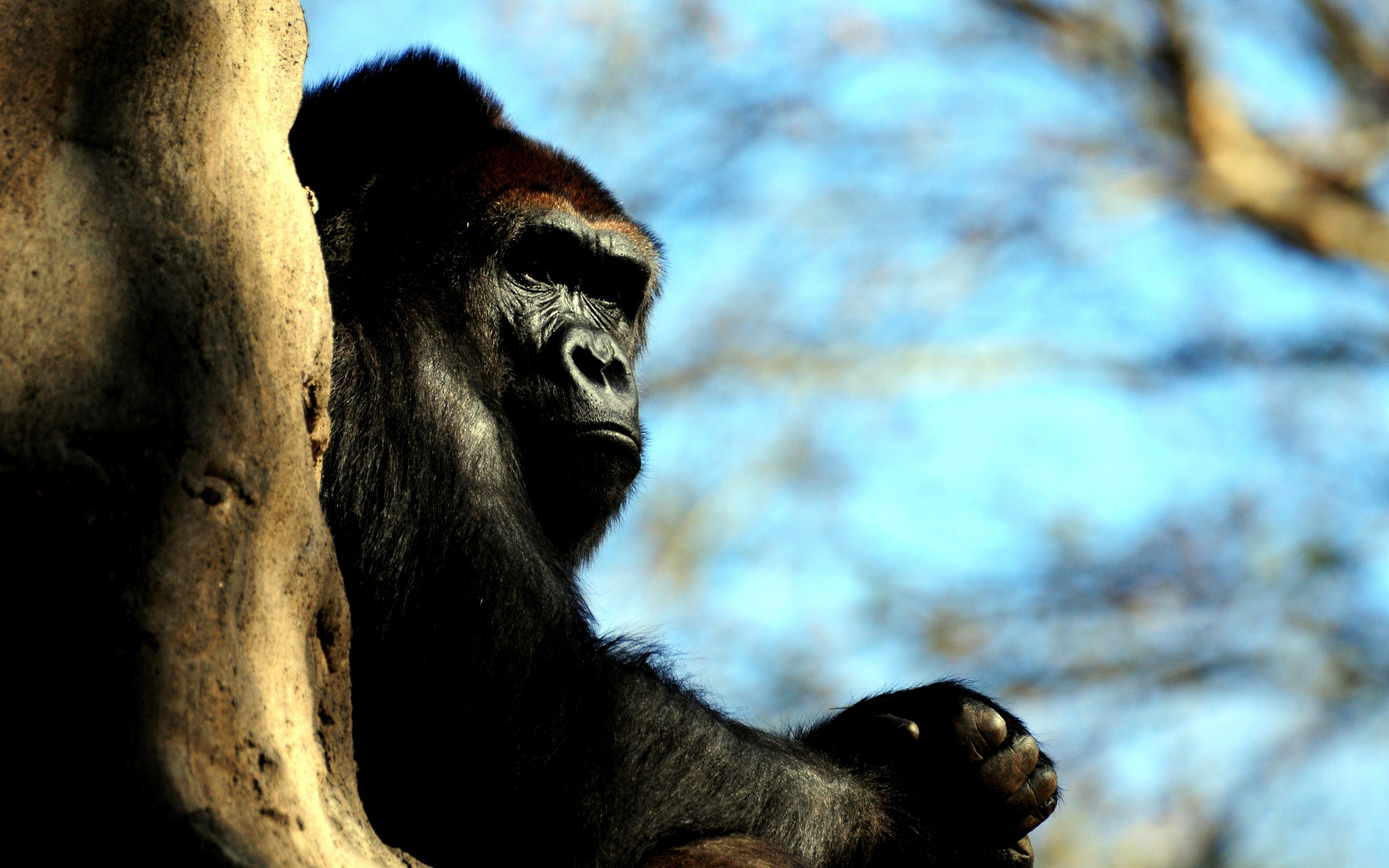 male, Gorilla Wallpaper