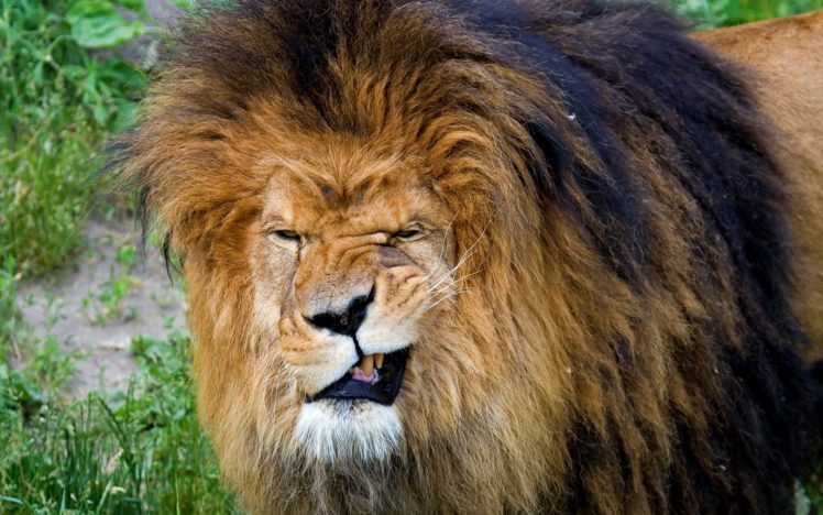 animals, Funny, Mugs, Lions HD Wallpaper Desktop Background