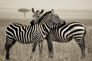animals, National, Geographic, Zebras, Monochrome