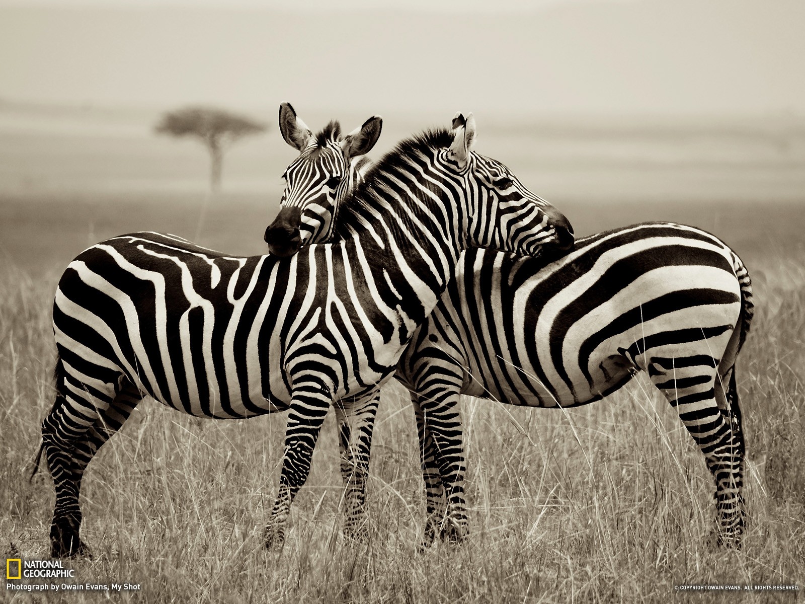 animals, National, Geographic, Zebras, Monochrome Wallpaper