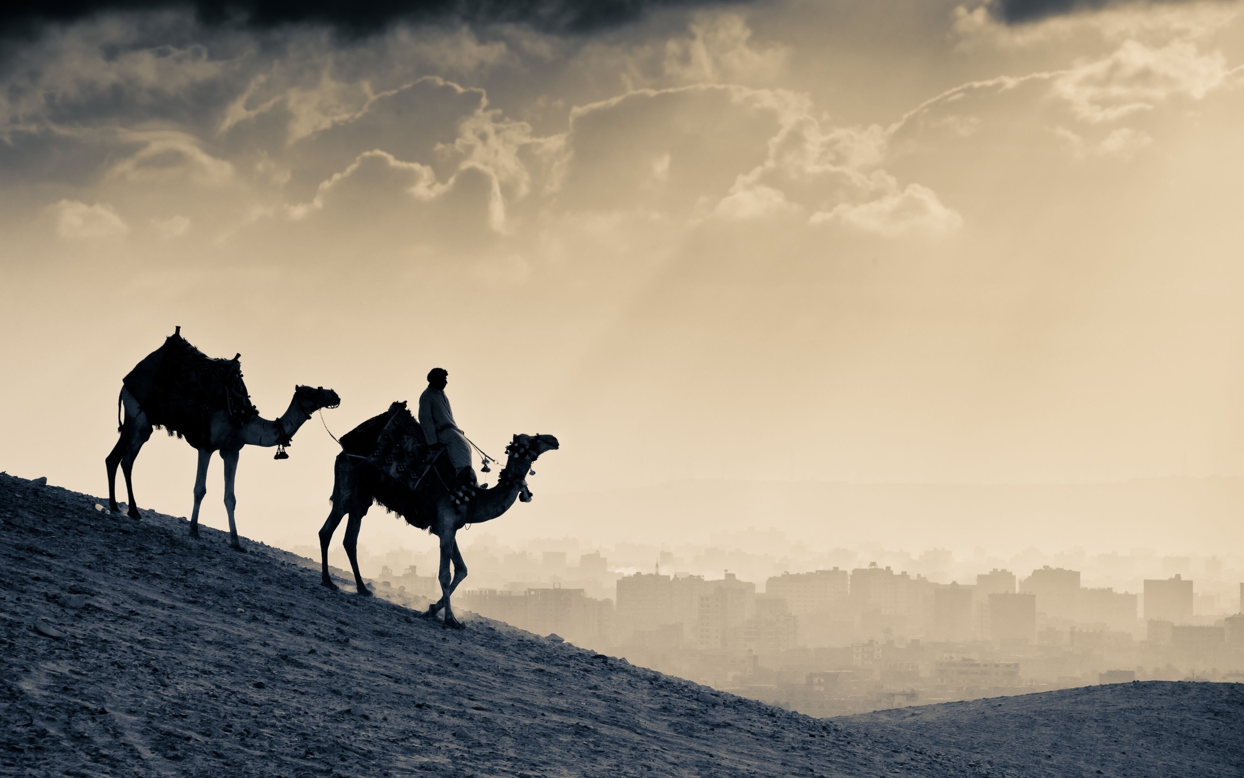 two, Camels, In, The, Desert Wallpaper
