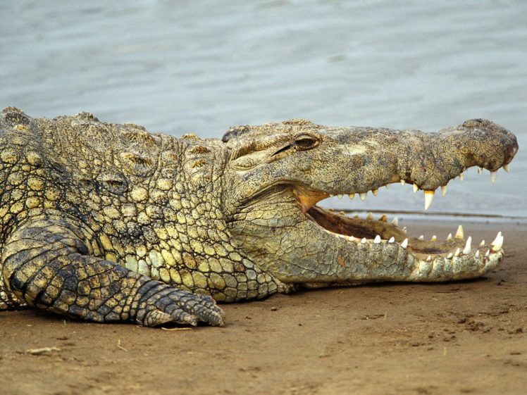 crocodiles, Mara, Nile, Reptiles, Kenya HD Wallpaper Desktop Background