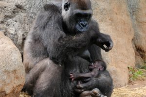 gorillas, Monkeys