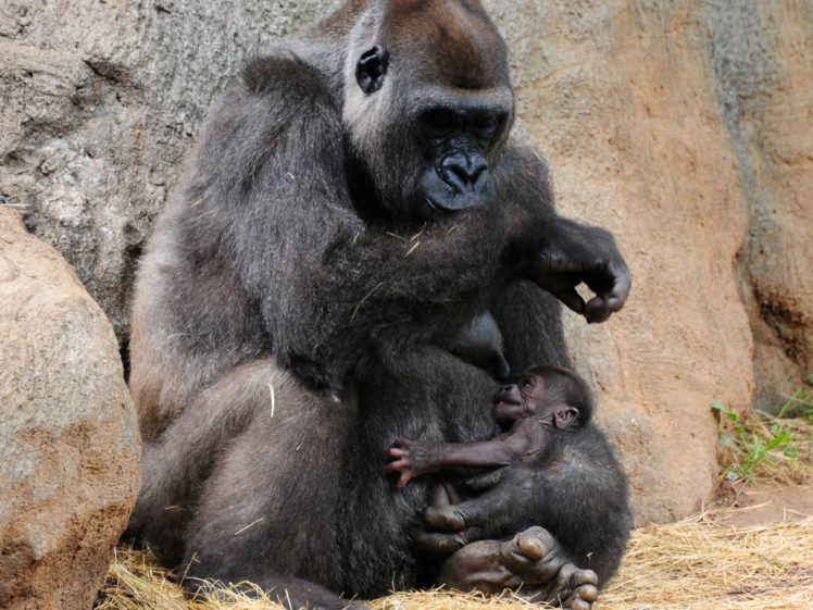 gorillas, Monkeys HD Wallpaper Desktop Background