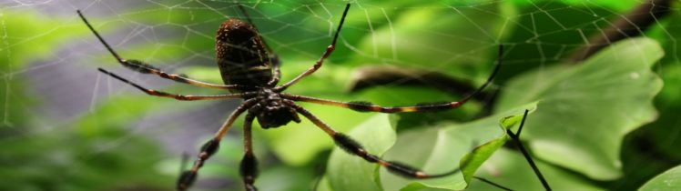 spiders, Arachnids HD Wallpaper Desktop Background