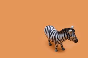 animals, Zebras