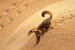 deserts, Sahara, Scorpions, Algeria