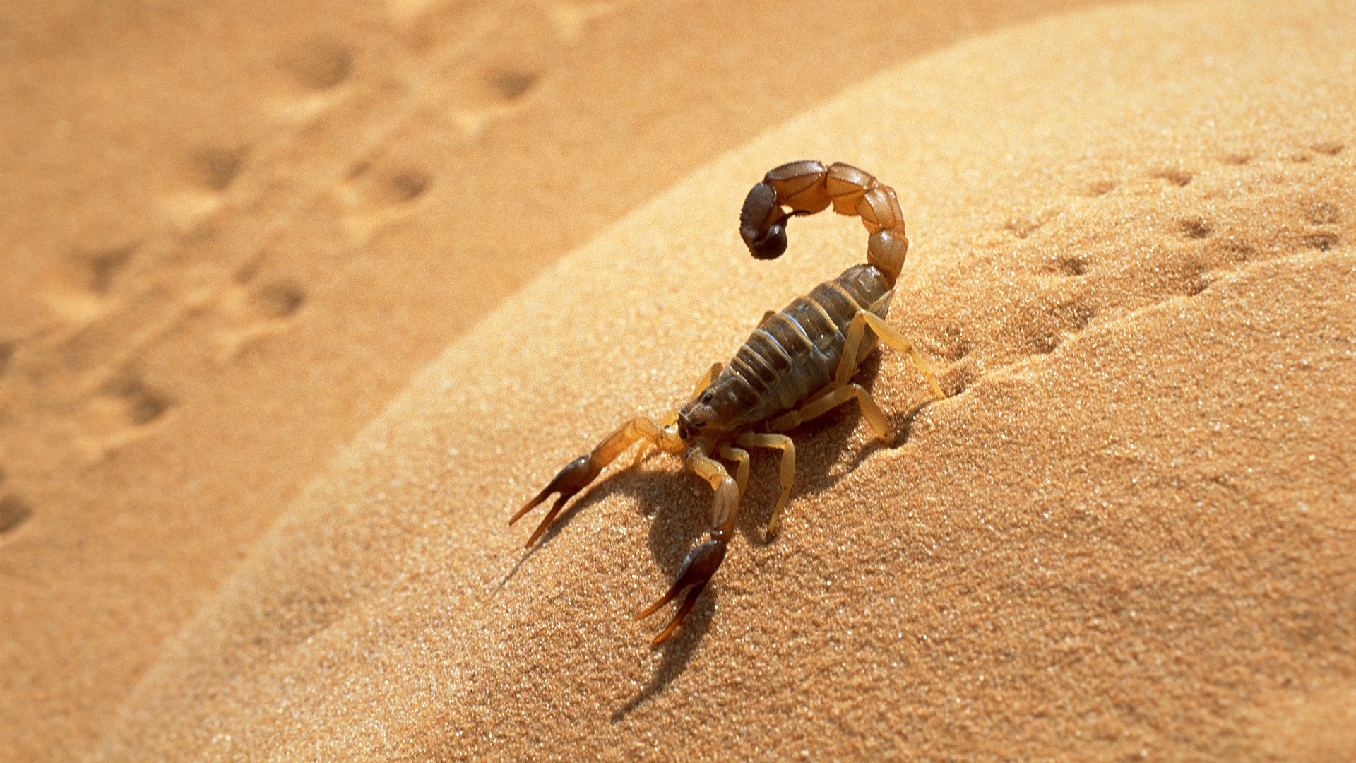 deserts, Sahara, Scorpions, Algeria Wallpaper