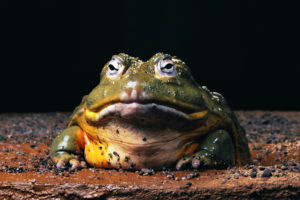 nature, Frogs, Amphibians, Bullfrogs