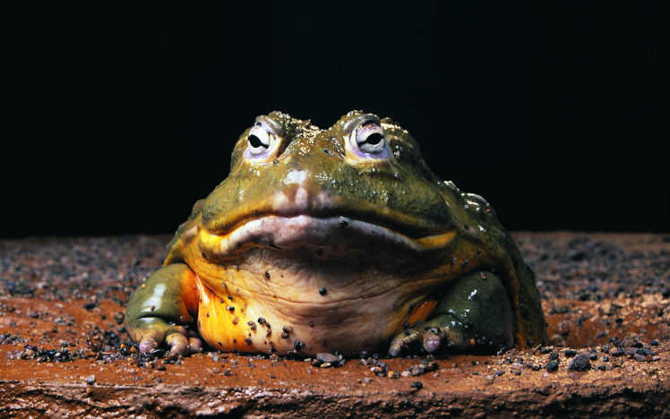 nature, Frogs, Amphibians, Bullfrogs HD Wallpaper Desktop Background