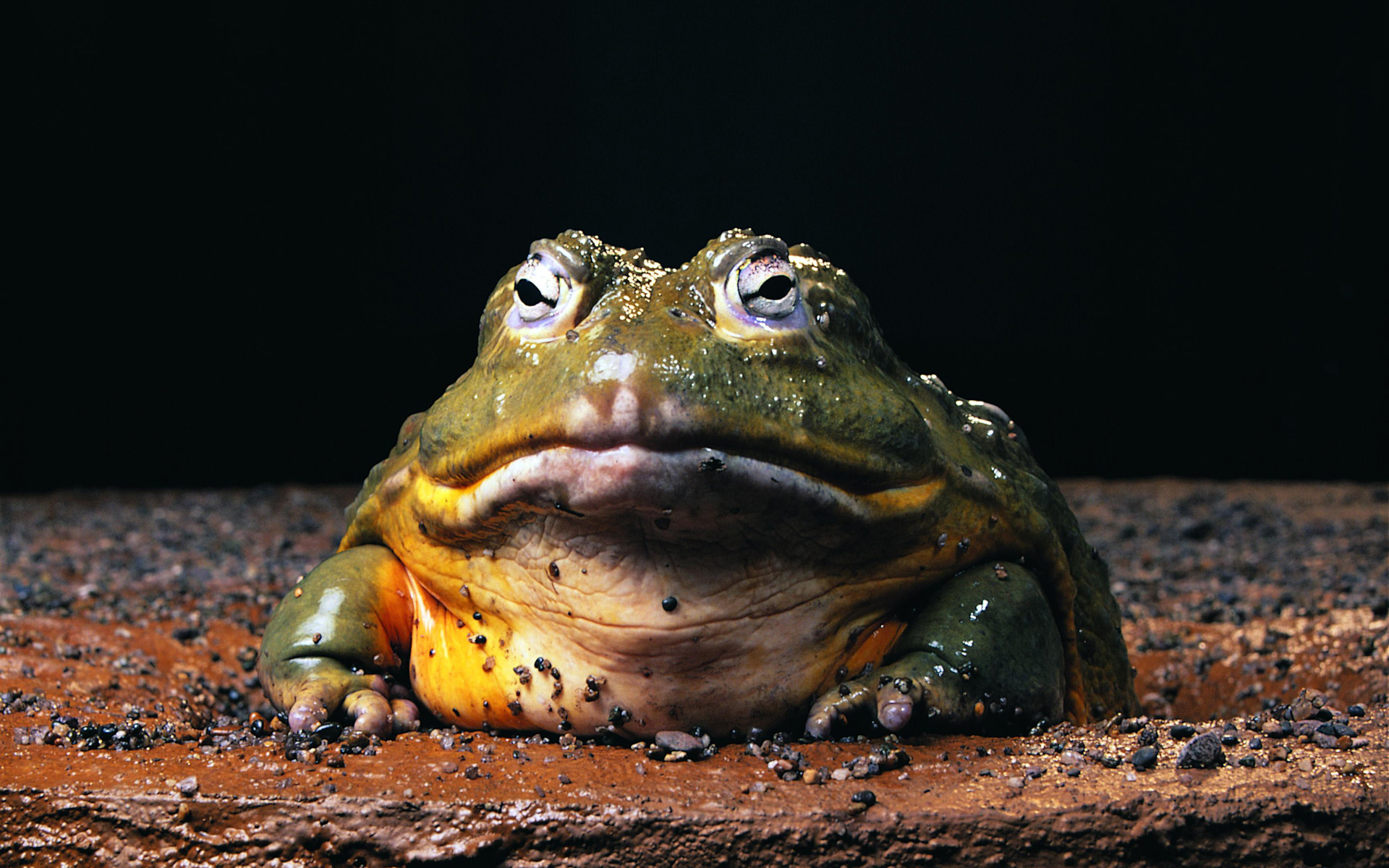 nature, Frogs, Amphibians, Bullfrogs Wallpaper