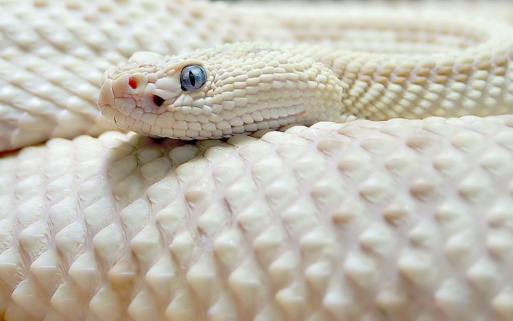 wildlife, Snakes, Reptiles HD Wallpaper Desktop Background