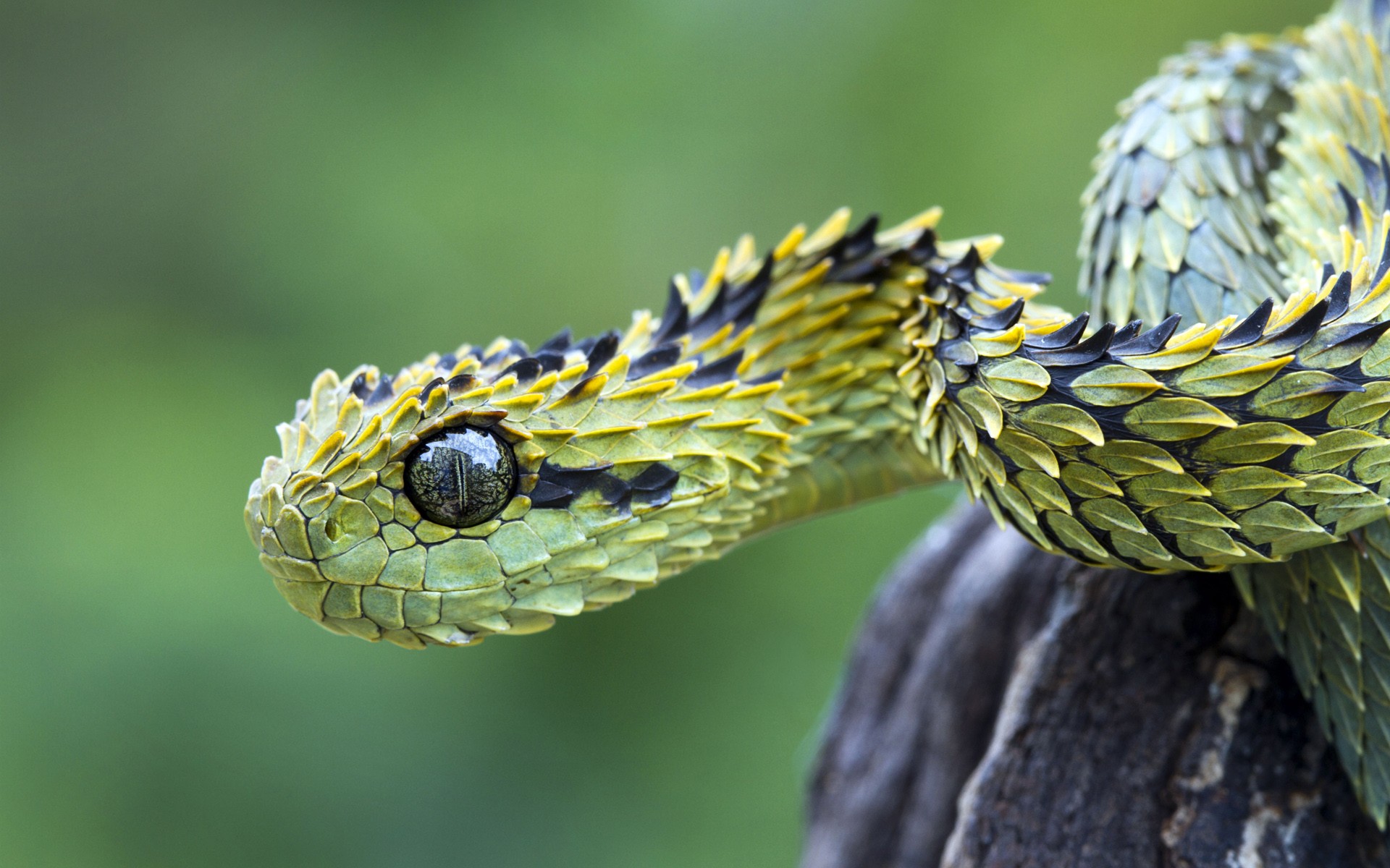 animals, Snakes, Viper, Reptiles Wallpaper