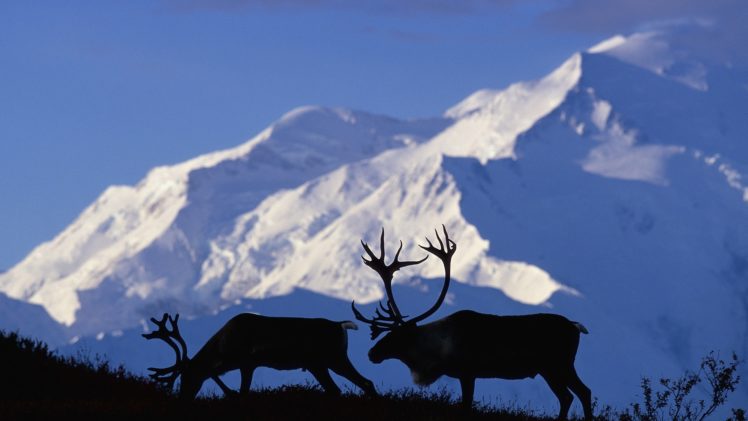 alaska, Caribou, National, Park HD Wallpaper Desktop Background