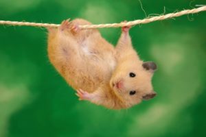 animals, Funny, Hamsters, Ropes